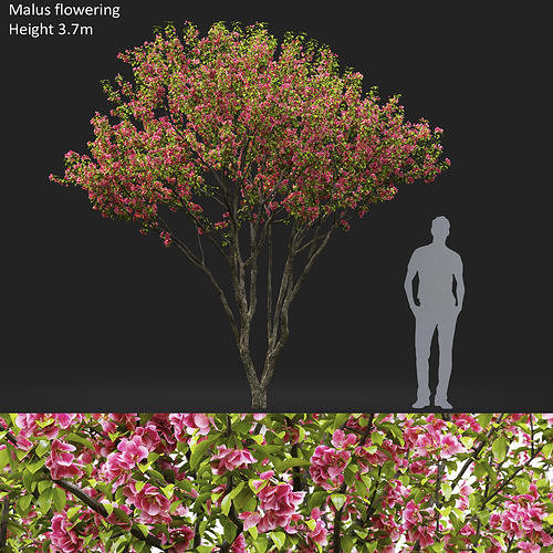 Malus flowering 06 3D model