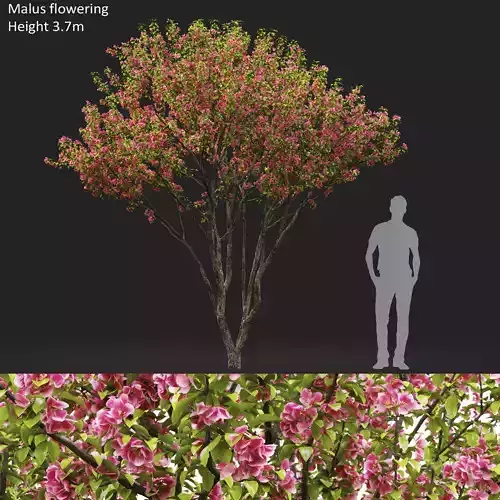 Malus flowering 06 3D model