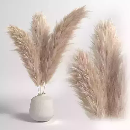Soft pampas 2