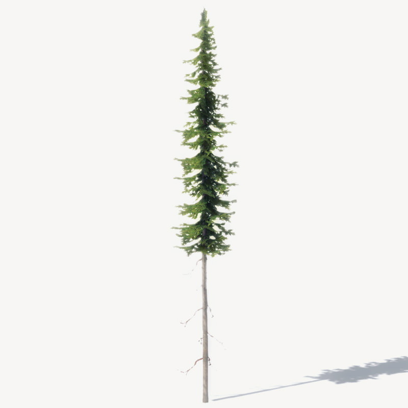 15 Pine Tree Lowpoly Models For Games Low-poly 3D model_19