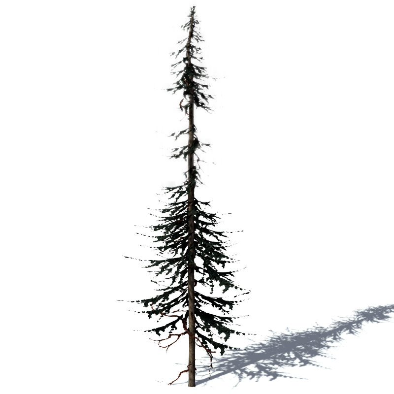 15 Pine Tree Lowpoly Models For Games Low-poly 3D model_13
