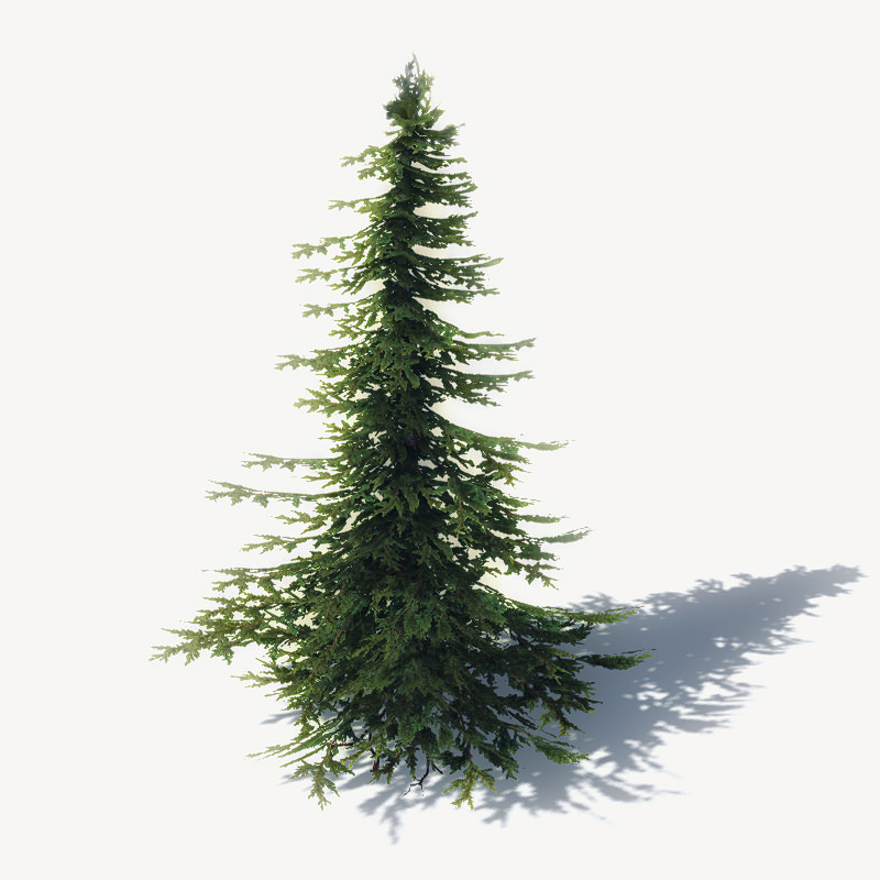 15 Pine Tree Lowpoly Models For Games Low-poly 3D model_3