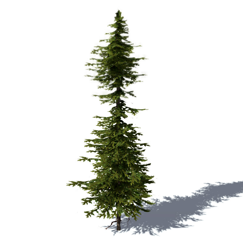 15 Pine Tree Lowpoly Models For Games Low-poly 3D model_9