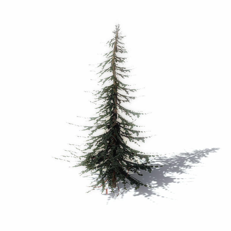 15 Pine Tree Lowpoly Models For Games Low-poly 3D model_5