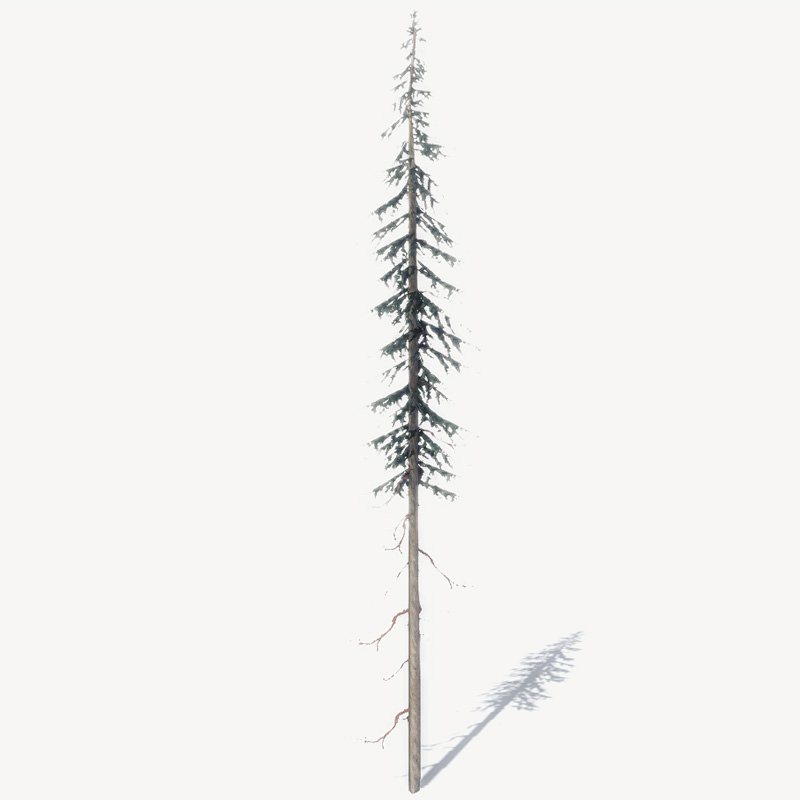 15 Pine Tree Lowpoly Models For Games Low-poly 3D model_21
