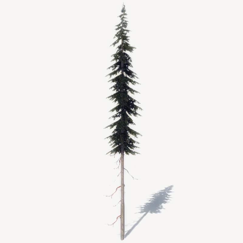 15 Pine Tree Lowpoly Models For Games Low-poly 3D model_25
