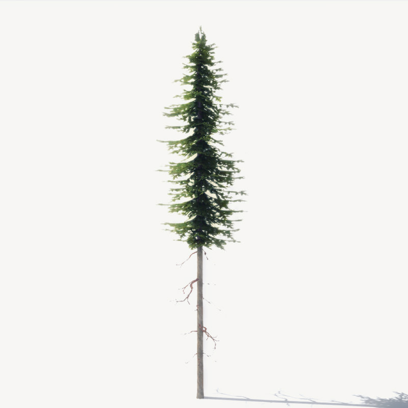 15 Pine Tree Lowpoly Models For Games Low-poly 3D model_17