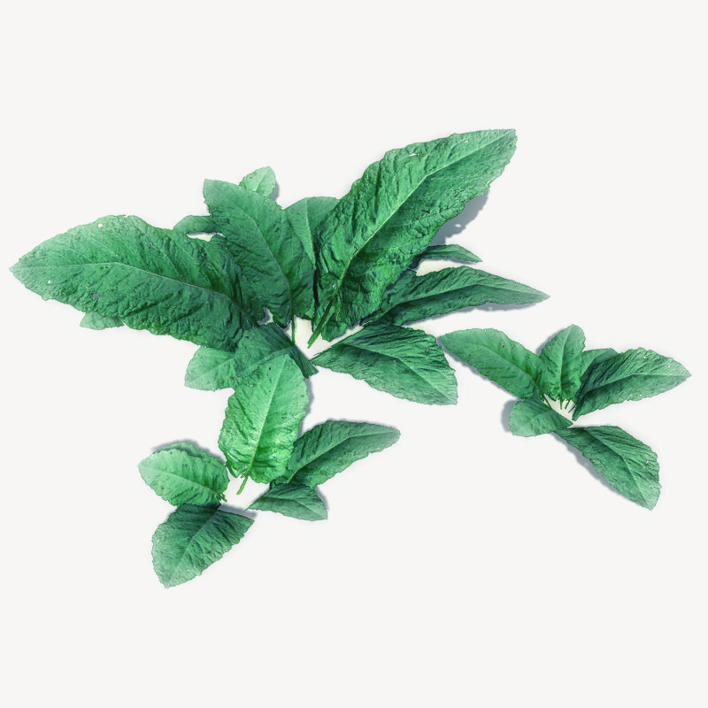 20 Ground Plants For Games Low-poly 3D model_14