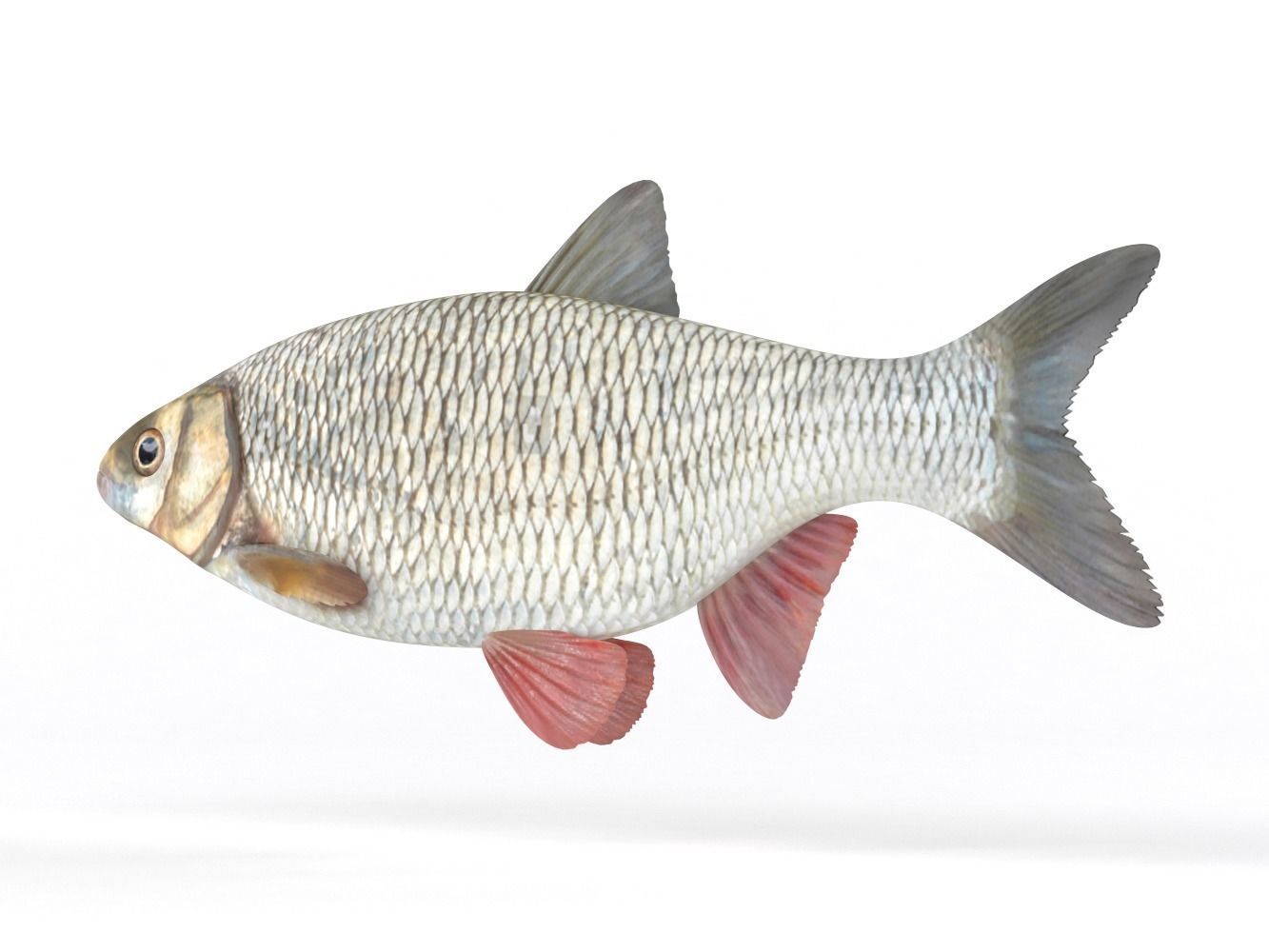 Ide Fish 3D model_4