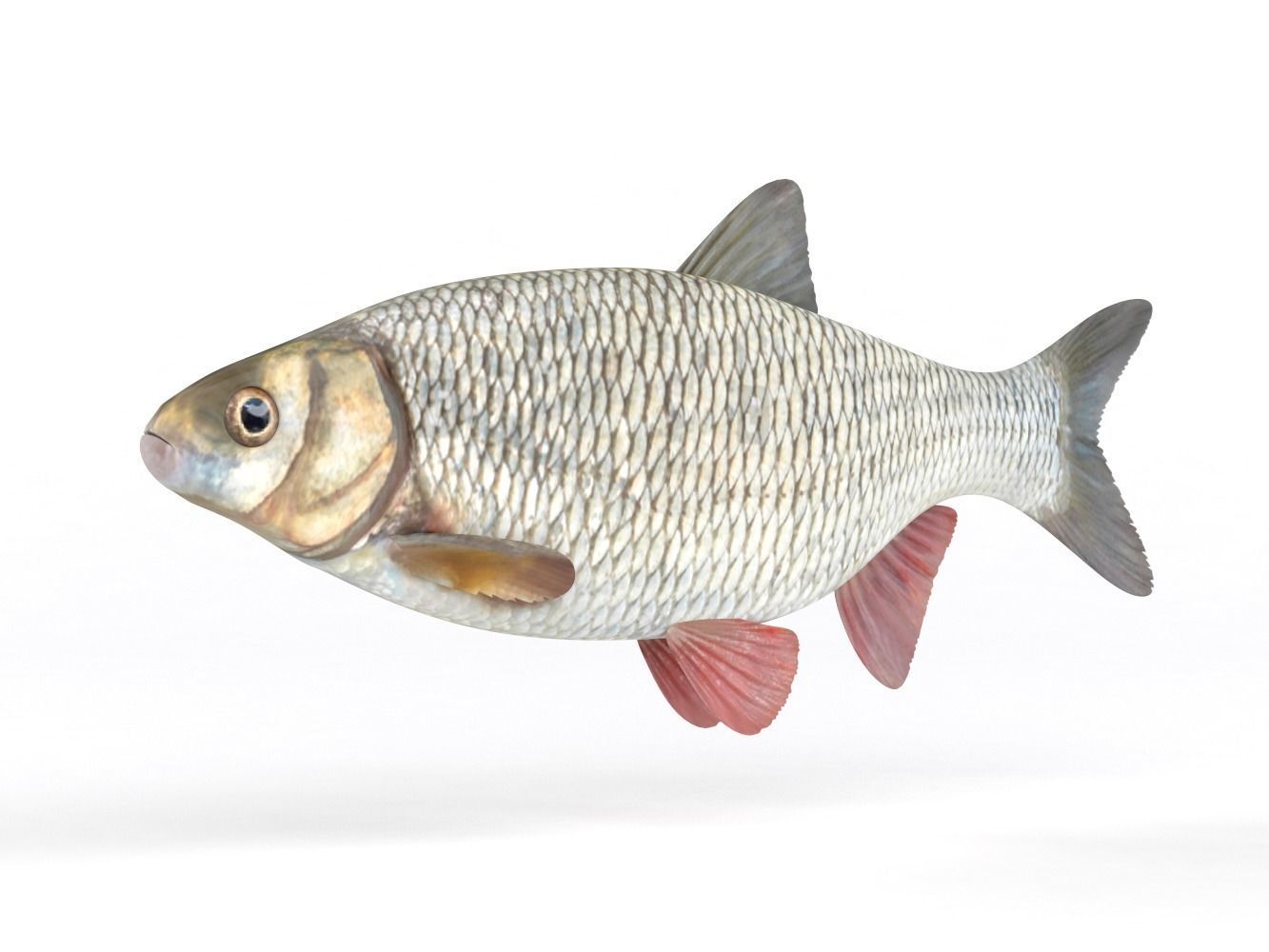 Ide Fish 3D model_3