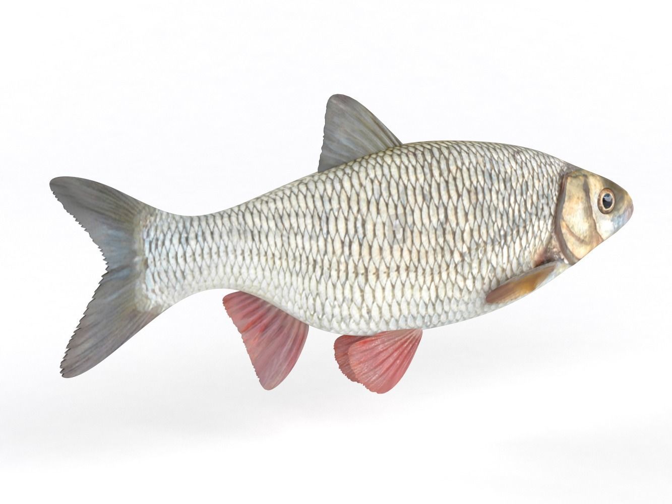 Ide Fish 3D model_2