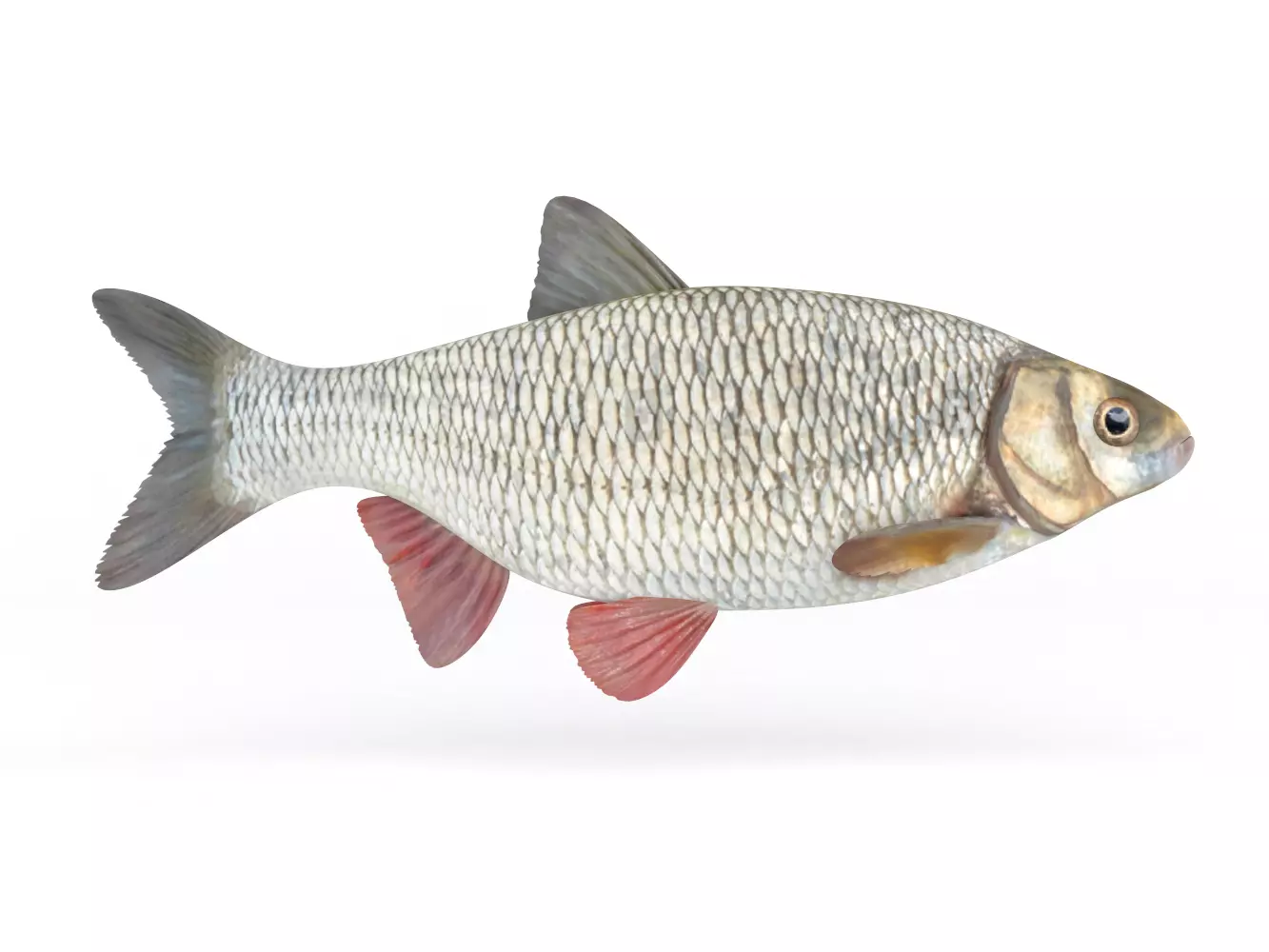 Ide Fish 3D model_0