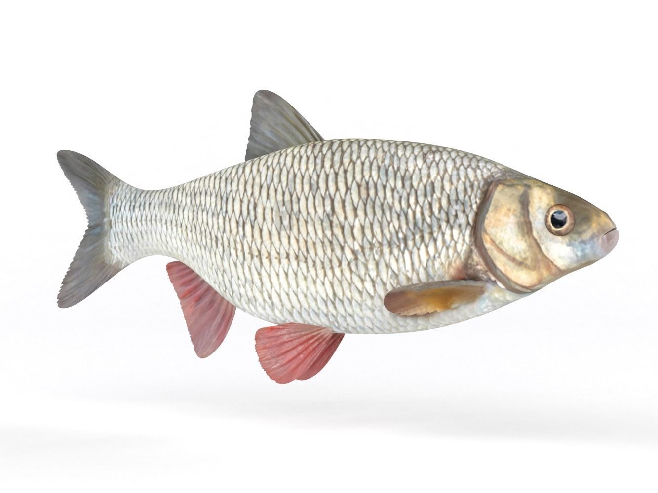Ide Fish 3D model_1
