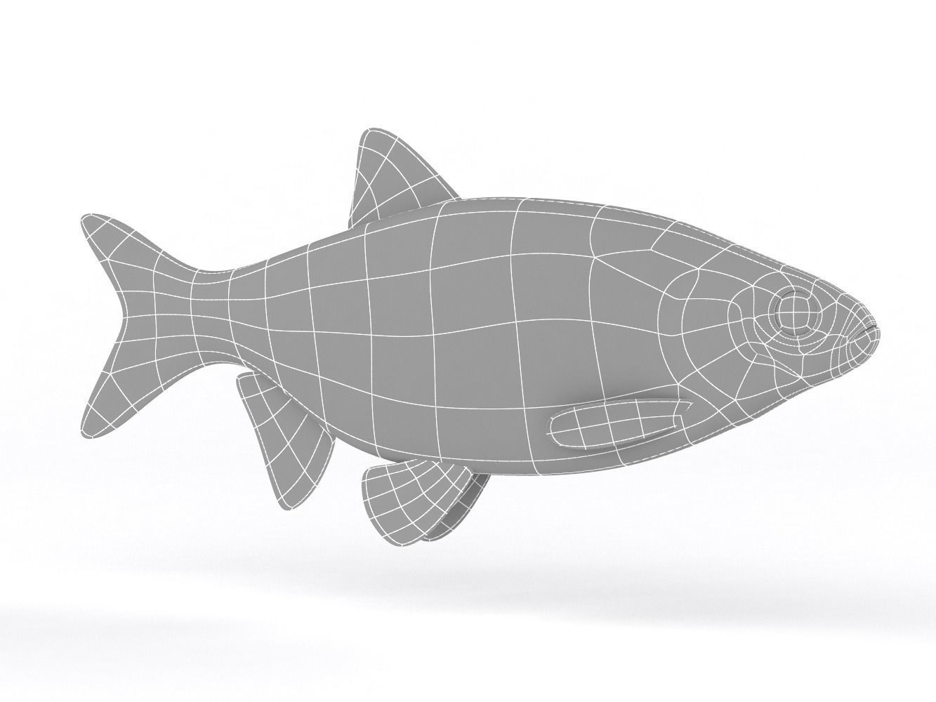 Ide Fish 3D model_6