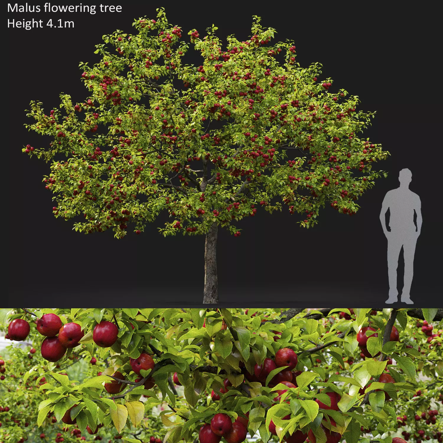 Malus fruit tree 02 3D model_0