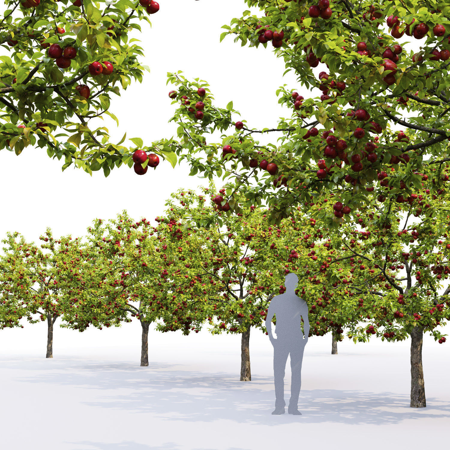 Malus fruit tree 02 3D model_1