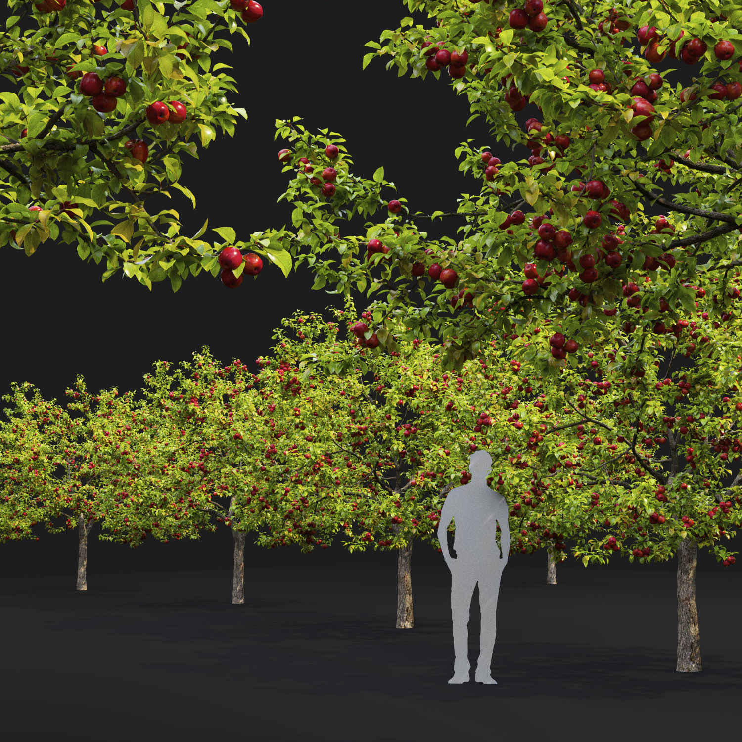 Malus fruit tree 02 3D model_2