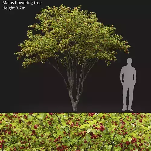 Malus fruit tree 03 3D model