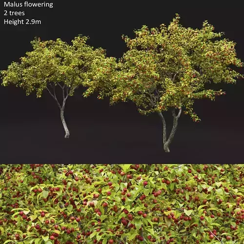 Malus fruit tree 04 3D model