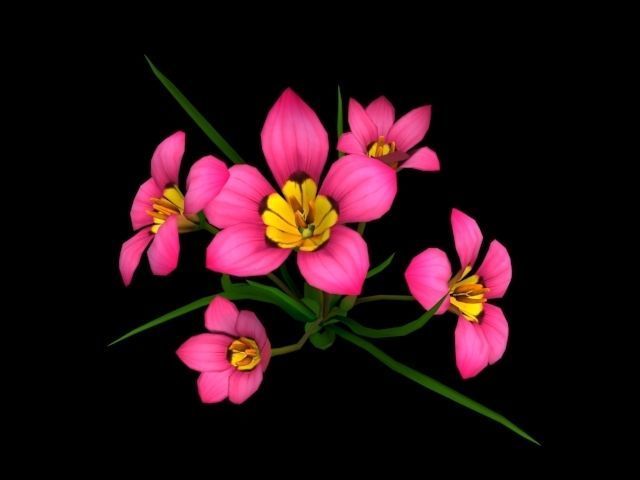  Flower Romulea Subfistulosa Low-poly 3D model_13