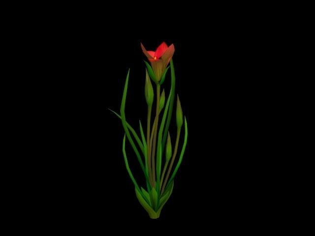  Flower Romulea Subfistulosa Low-poly 3D model_6