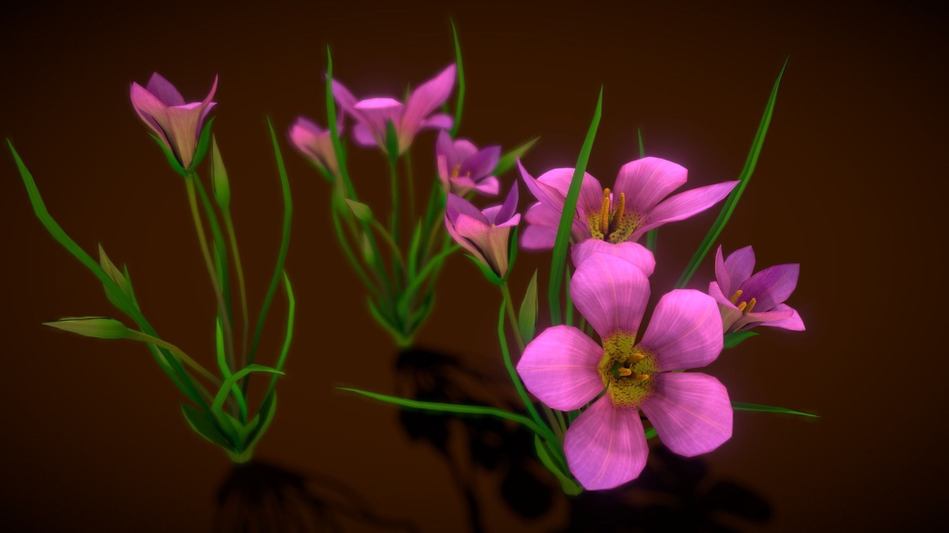  Flower Romulea Subfistulosa Low-poly 3D model_10