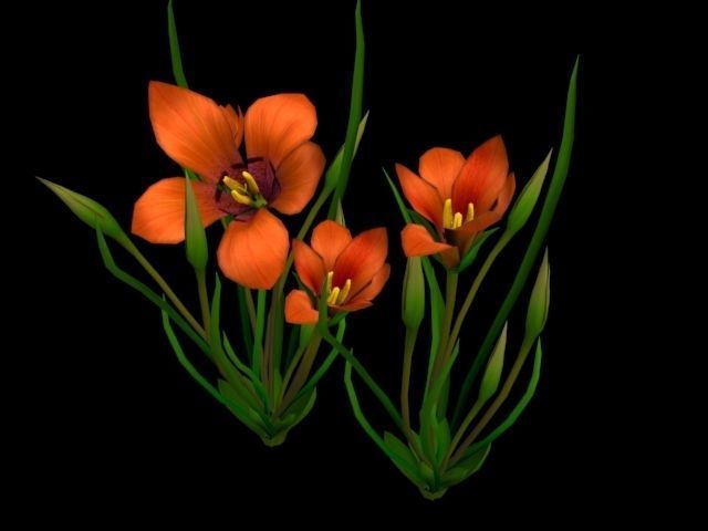  Flower Romulea Subfistulosa Low-poly 3D model_7