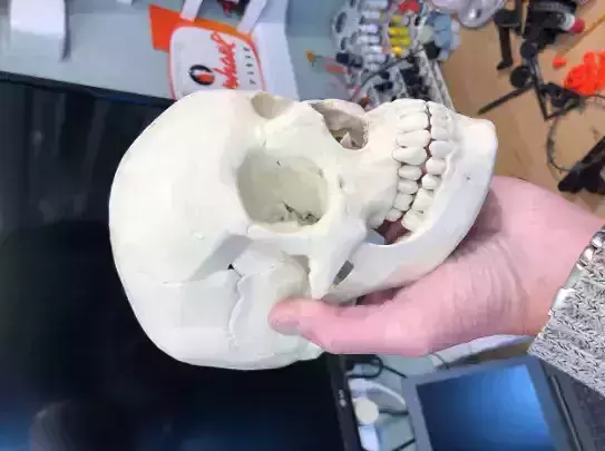 Human skull 3D print model