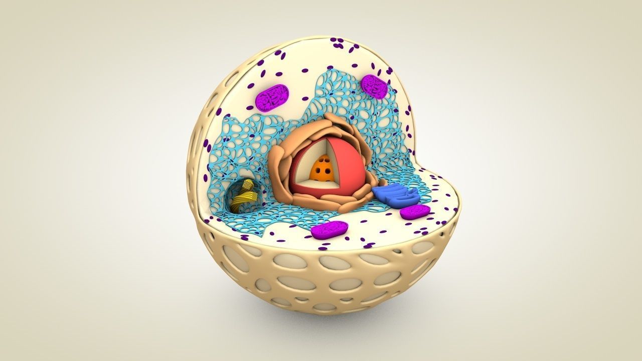 Animal Cell 3D model_1