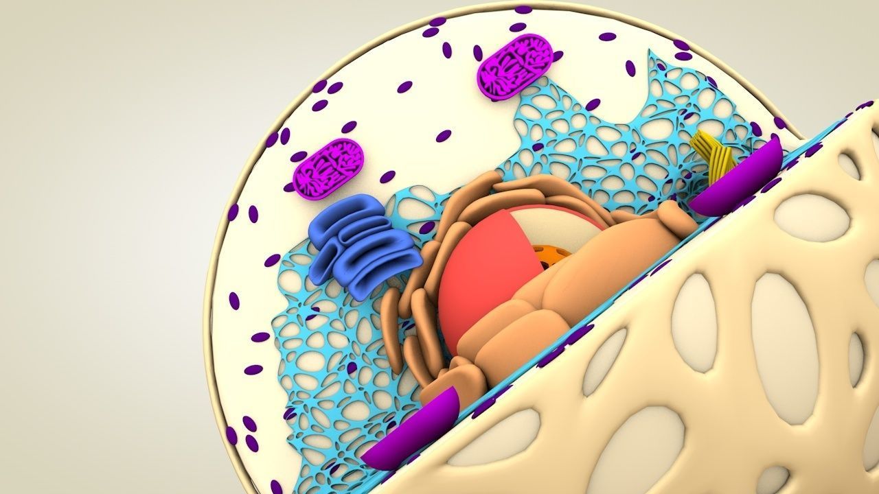 Animal Cell 3D model_8