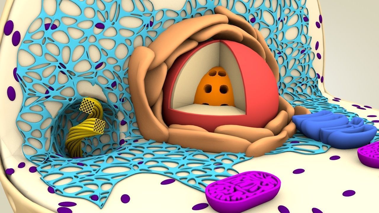 Animal Cell 3D model_2