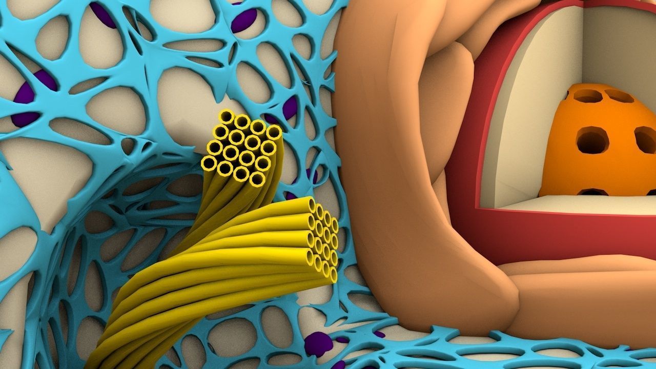 Animal Cell 3D model_5