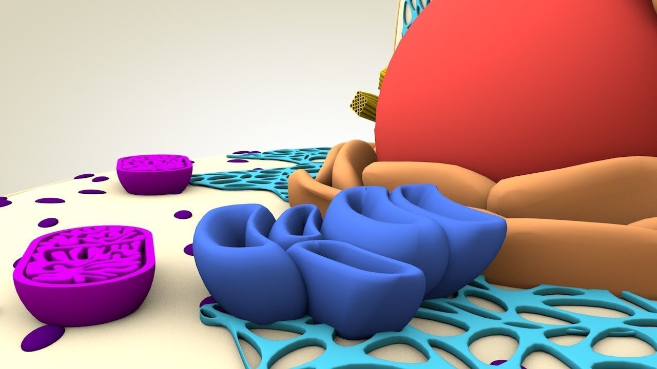 Animal Cell 3D model_4