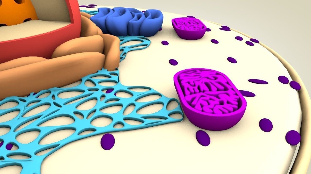 Animal Cell 3D model_3