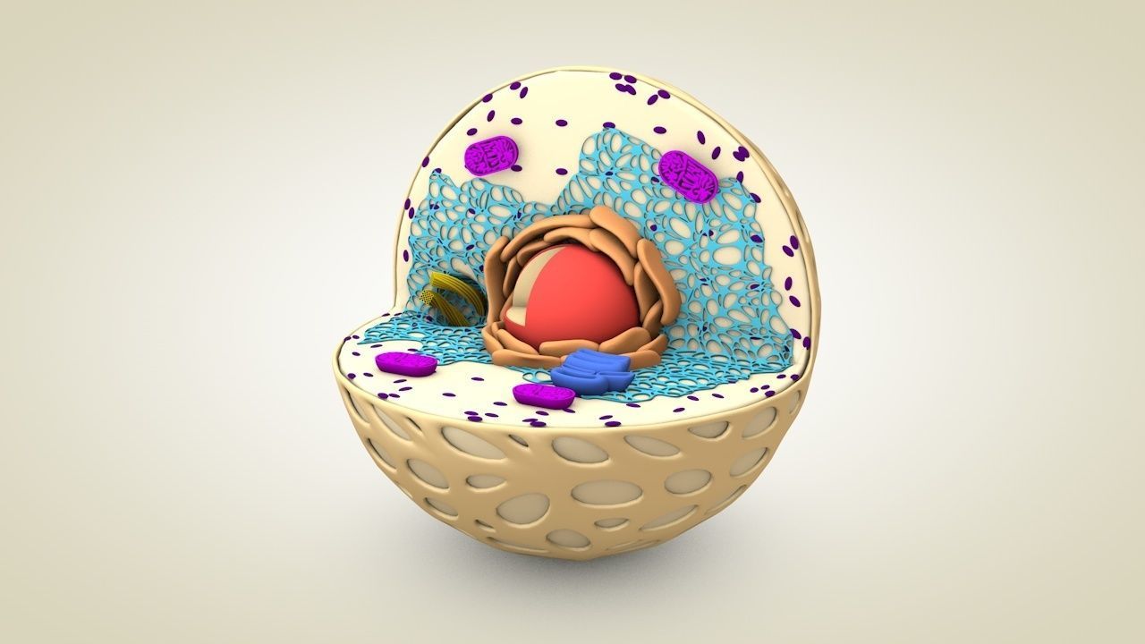 Animal Cell 3D model_6