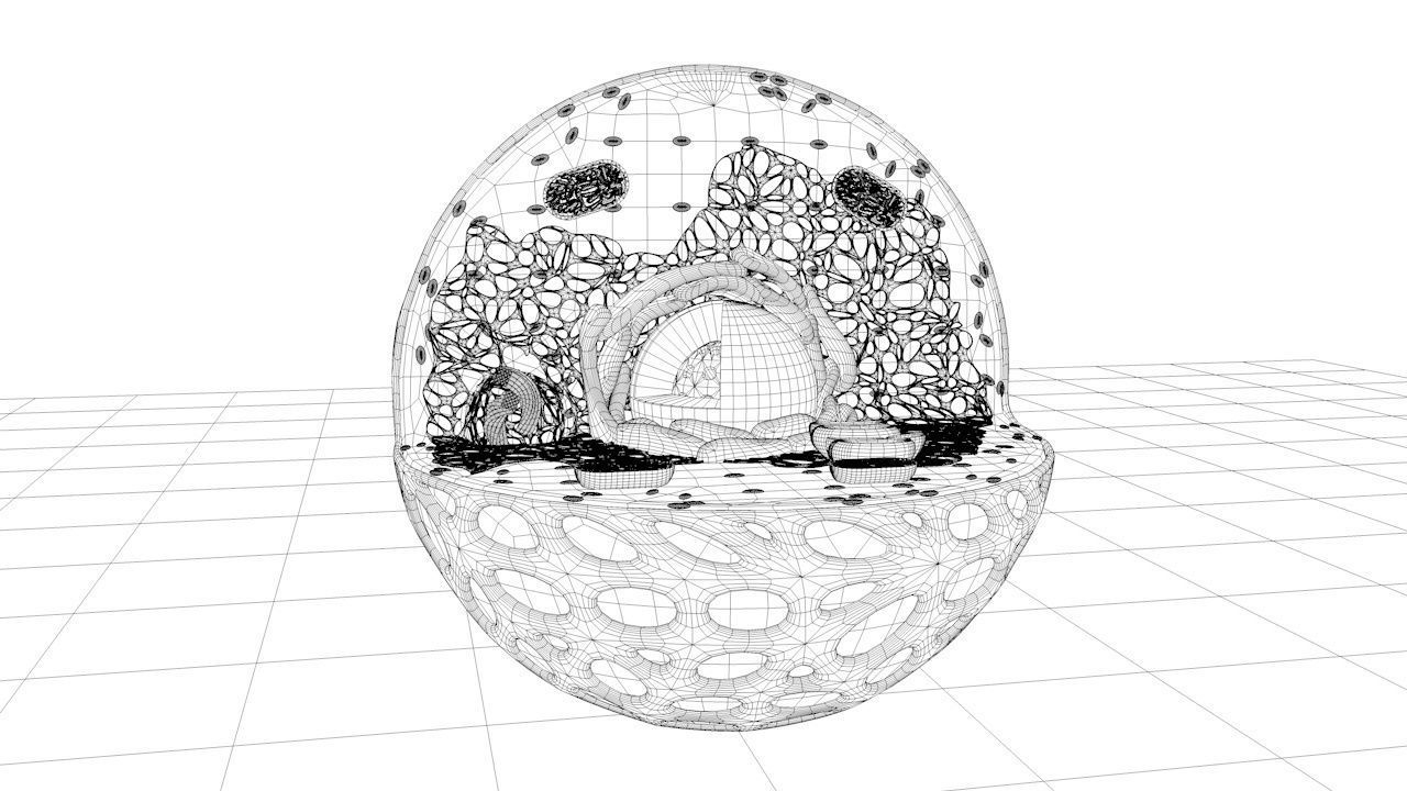Animal Cell 3D model_10