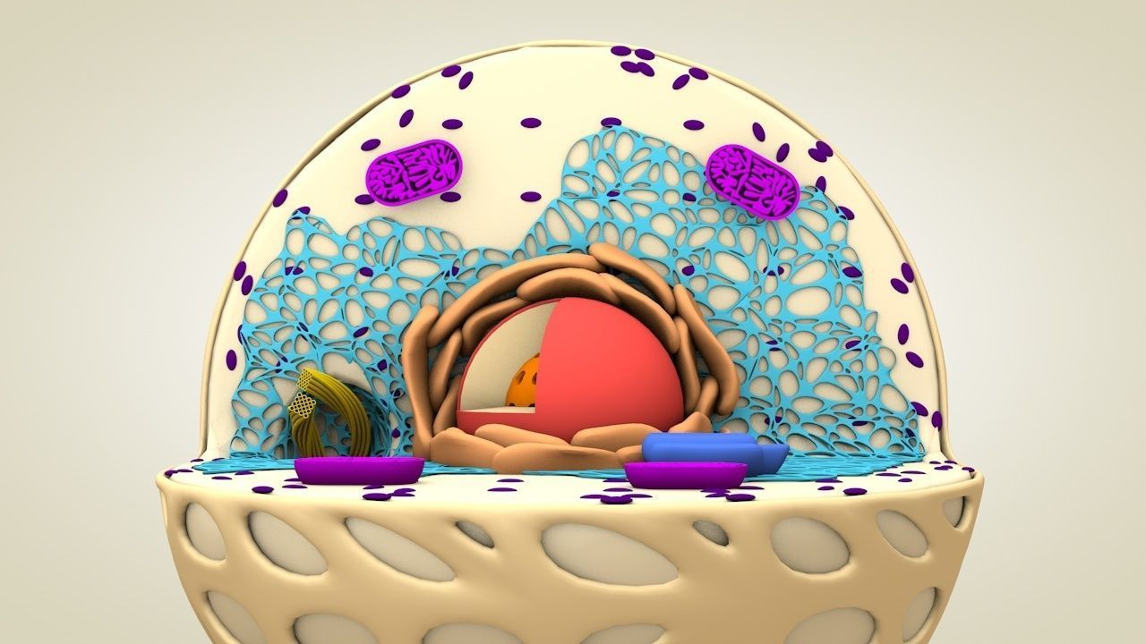 Animal Cell 3D model_7