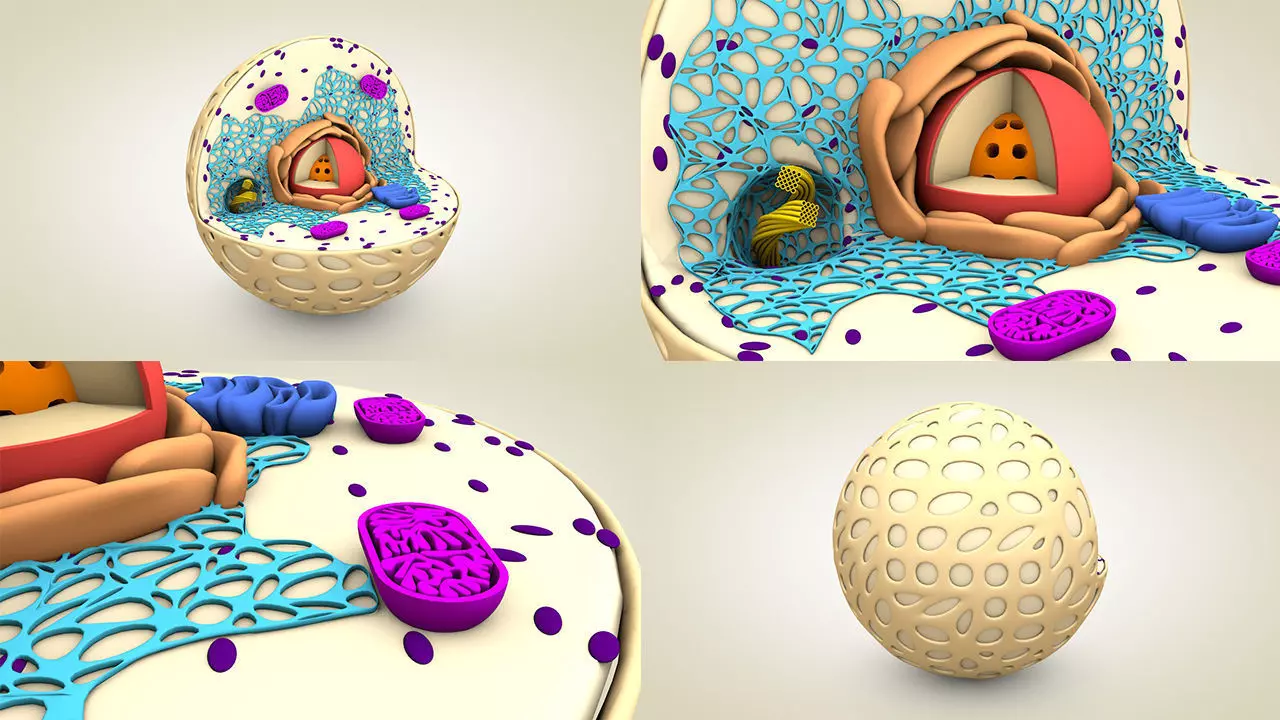 Animal Cell 3D model_0