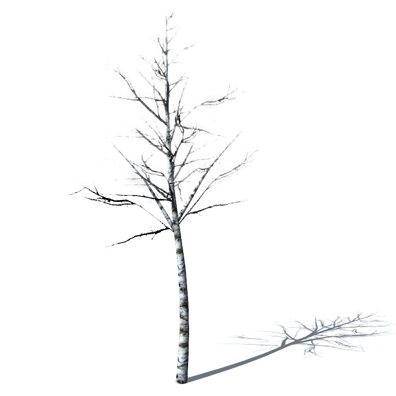 16 Birch Trees for Games 3D model_10