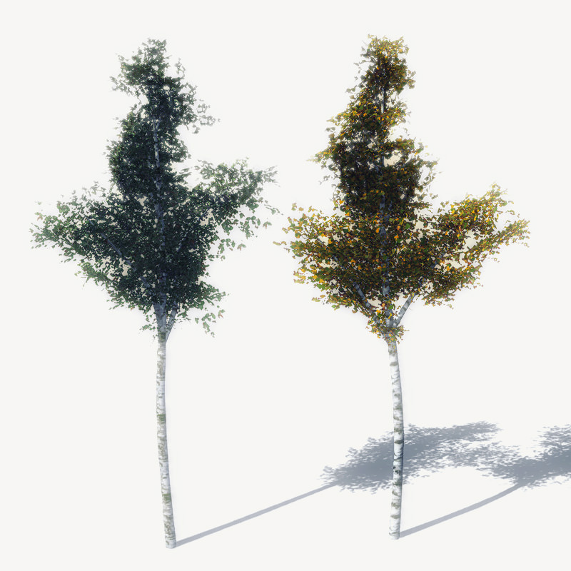 16 Birch Trees for Games 3D model_8