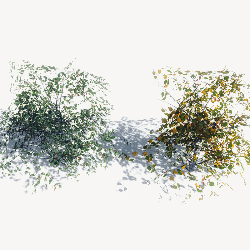 16 Birch Trees for Games 3D model_2