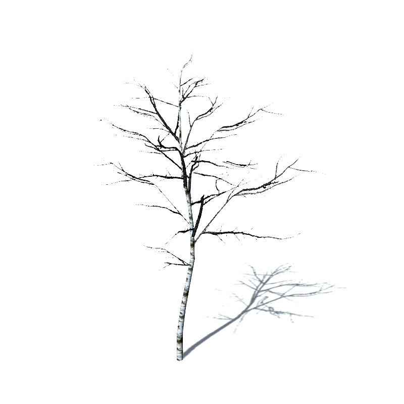 16 Birch Trees for Games 3D model_4