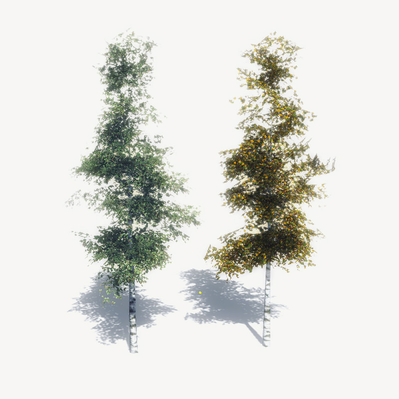 16 Birch Trees for Games 3D model_18