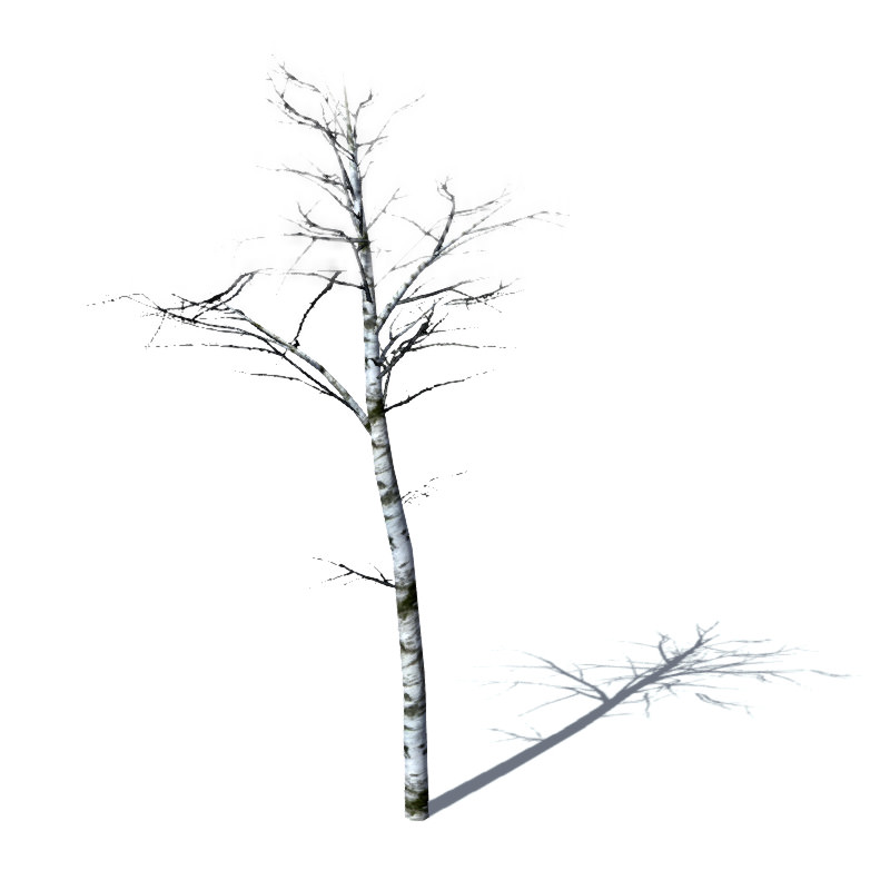 16 Birch Trees for Games 3D model_6