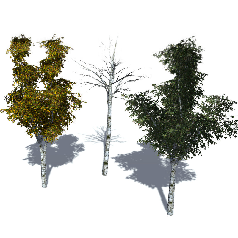 16 Birch Trees for Games 3D model_12