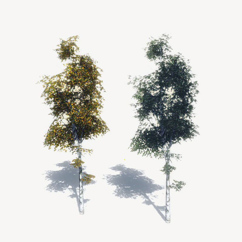 16 Birch Trees for Games 3D model_16