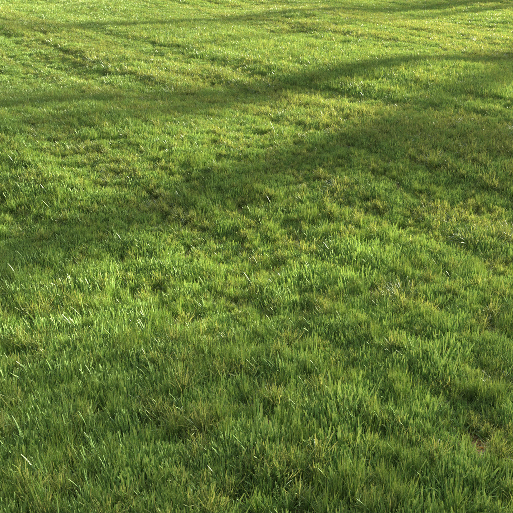 Summer grass 3D model_6