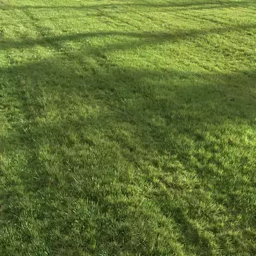 Summer grass 3D model