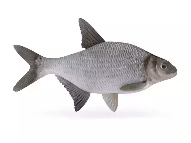 Bream Fish