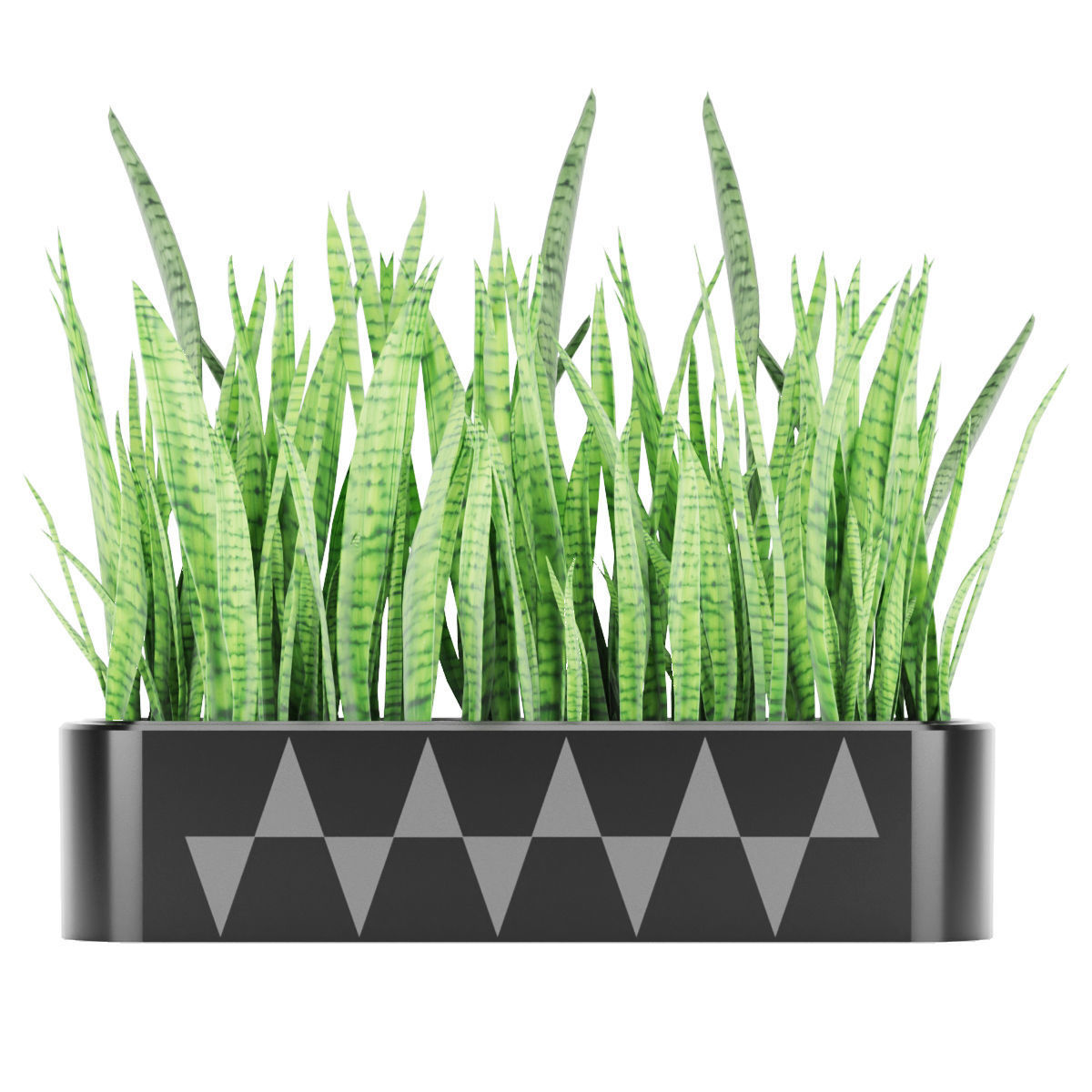 Sansevieria 4 planter with grass in it 3D model_2